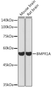 BMPR1A Rabbit pAb