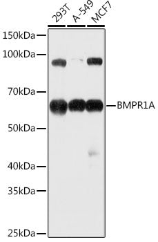 BMPR1A Rabbit pAb