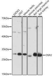 OSR2 Rabbit pAb