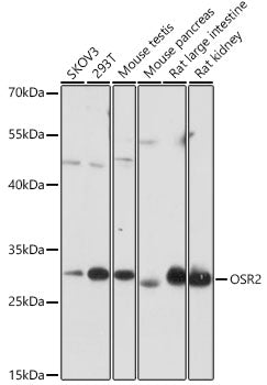 OSR2 Rabbit pAb