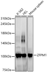ZFPM1 Rabbit pAb