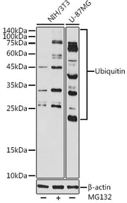 Ubiquitin Rabbit pAb