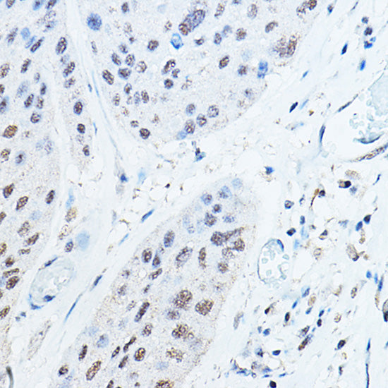 Ubiquitin Rabbit pAb