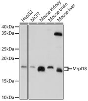 Mrpl18 Rabbit pAb