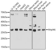 Mrpl46 Rabbit pAb