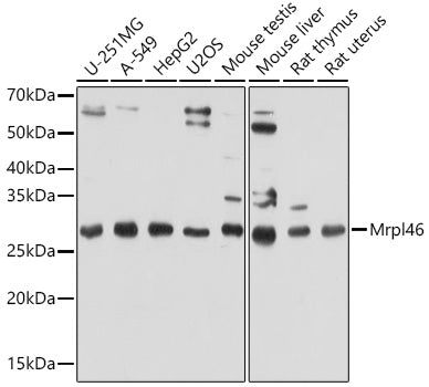Mrpl46 Rabbit pAb