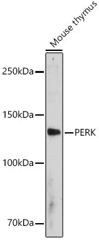 PERK Rabbit pAb