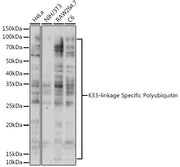 K33-linkage Specific Polyubiquitin Rabbit pAb
