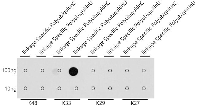 K33-linkage Specific Polyubiquitin Rabbit pAb