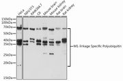M1-linkage Specific Polyubiquitin Rabbit pAb