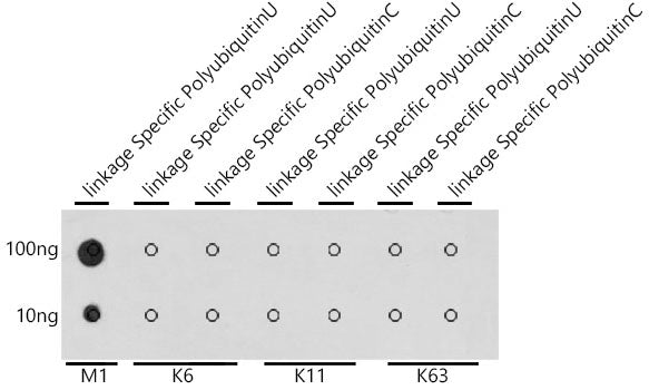 M1-linkage Specific Polyubiquitin Rabbit pAb