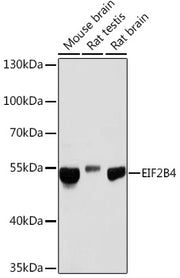 EIF2B4 Rabbit pAb