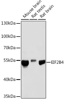 EIF2B4 Rabbit pAb