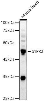 S1PR2 Rabbit pAb