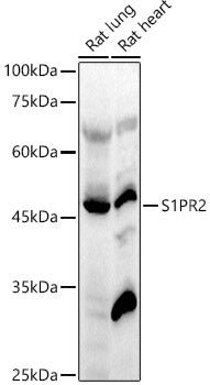 S1PR2 Rabbit pAb
