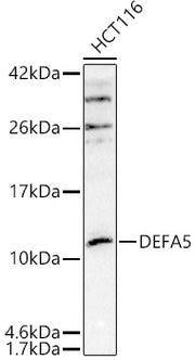 DEFA5 Rabbit pAb