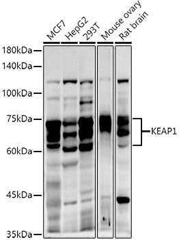 KEAP1 Rabbit pAb