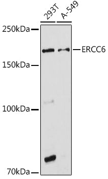 ERCC6 Rabbit pAb