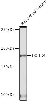 TBC1D4 Rabbit pAb