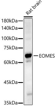 EOMES Rabbit pAb