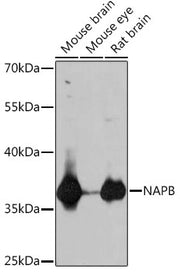 NAPB Rabbit pAb