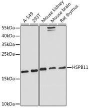 HSPB11 Rabbit pAb