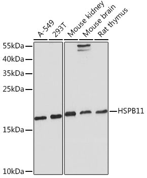 HSPB11 Rabbit pAb