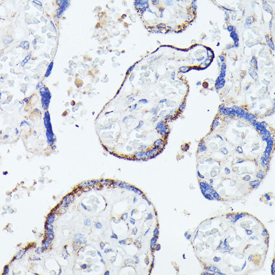 HSPB11 Rabbit pAb