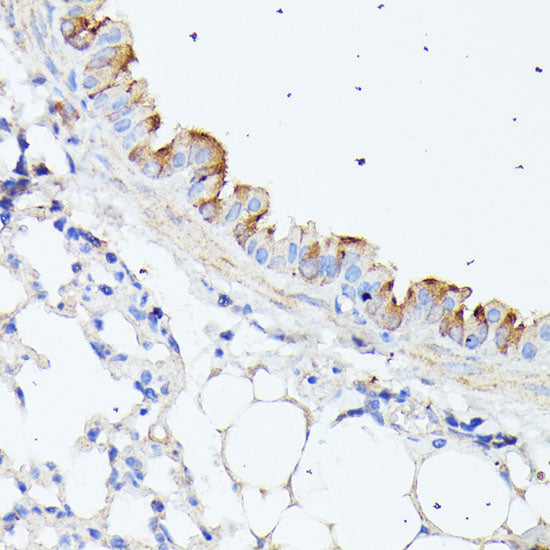 HSPB11 Rabbit pAb