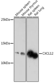 CXCL12 Rabbit pAb