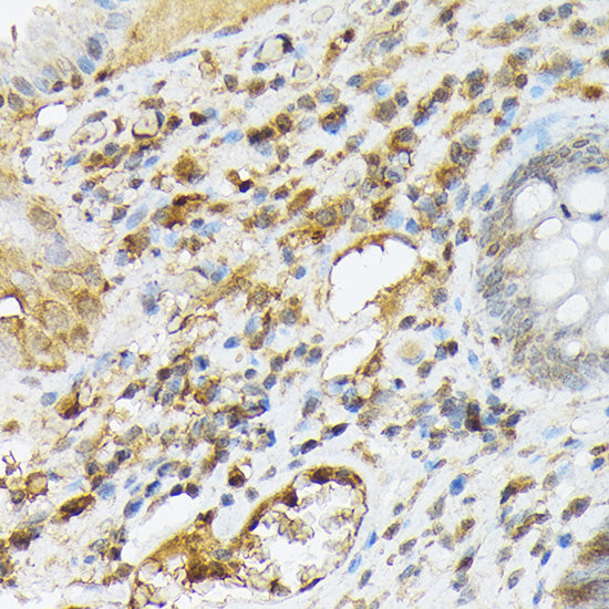 CXCL12 Rabbit pAb