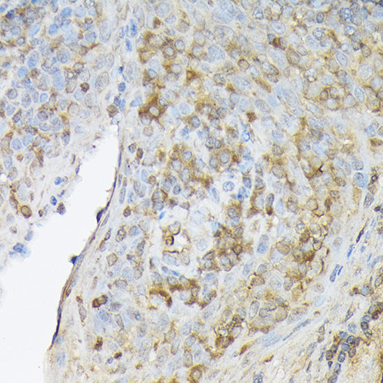 CXCL12 Rabbit pAb