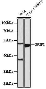 GRSF1 Rabbit pAb