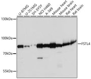 FSTL4 Rabbit pAb