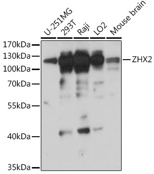 ZHX2 Rabbit pAb