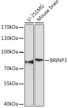 BRINP3 Rabbit pAb