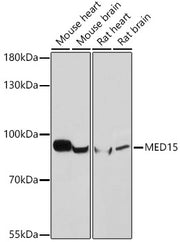 MED15 Rabbit pAb