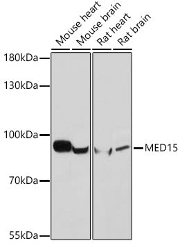 MED15 Rabbit pAb