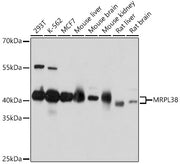 MRPL38 Rabbit pAb
