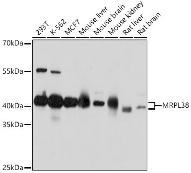 MRPL38 Rabbit pAb