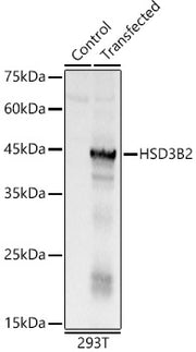 HSD3B2 Rabbit pAb
