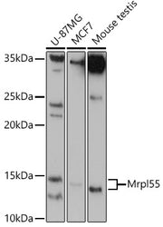 Mrpl55 Rabbit pAb
