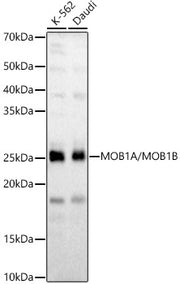 MOB1A/MOB1B Rabbit pAb
