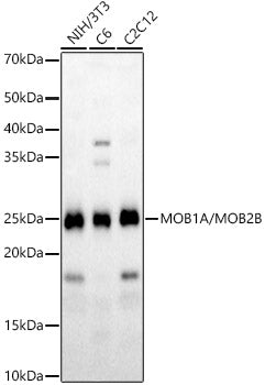 MOB1A/MOB1B Rabbit pAb