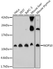 NOP10 Rabbit pAb