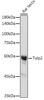 Tulp2 Rabbit pAb