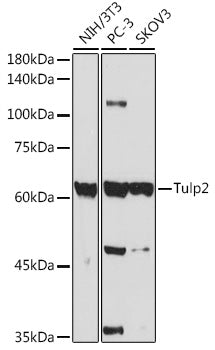Tulp2 Rabbit pAb