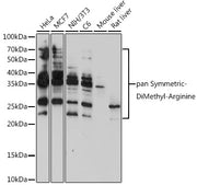 pan-Symmetric Di-Methyl Arginine Rabbit pAb