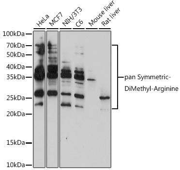 pan-Symmetric Di-Methyl Arginine Rabbit pAb