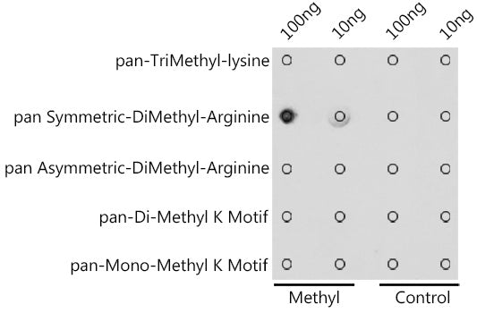 pan-Symmetric Di-Methyl Arginine Rabbit pAb